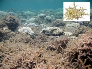 Image Credit: eorhawaii.org