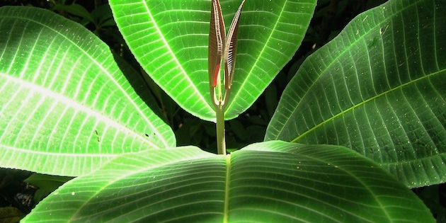 image of an invasive plant