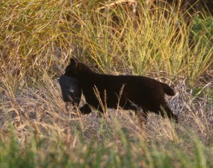 A feral cat at Honouliuli (Oahu) with a dead Hawaiian coot (federally listed endangered species). This cat has a notched ear, indicating that it is part of a managed colony. Credit: Michael Walther