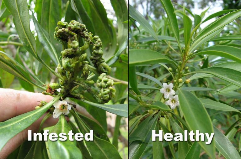 Curled, galled naio tips—classic Myoporum thrips damage