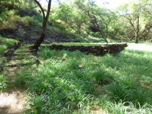 Guinea grass growing on Kahoʻolawe