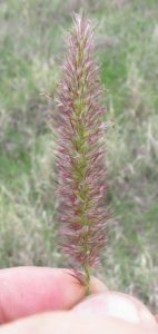 Buffel grass inflorescence