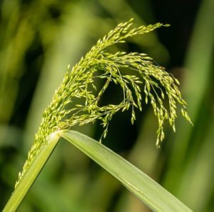 Guinea grass inflorescence
