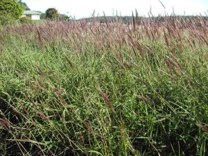 Molasses grass habit