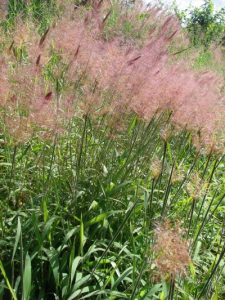 Molasses Grass Flowers 