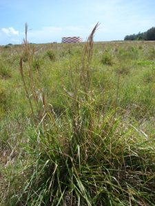 Broomsedge fruiting on Midway Atoll