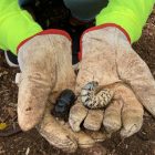 CRB n Larva CRBResponse