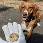 Detector Dogs CRB Response