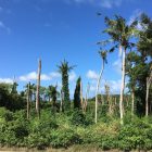 crb damage palms CRBresponse