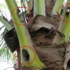 CRB Bore Hole Damage