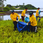 Volunteers remove trash