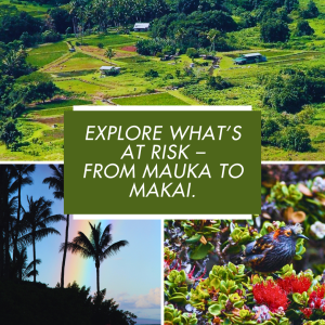 Explore what’s at risk –
from mauka to makai.