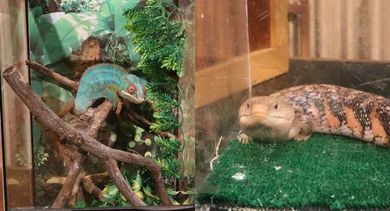 Illegal animals voluntarily surrendered through Hawaiʻi’s Amnesty Program on display at the HISAM 2025 proclamation ceremony.