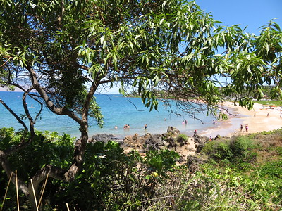 Myoporum sandwicense (Naio) at Wailea Point Coastal Walk, Maui, Hawaii. Kim & Forest Starr.