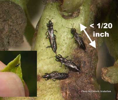 Close-up of Myoporum thrips in folded naio growth