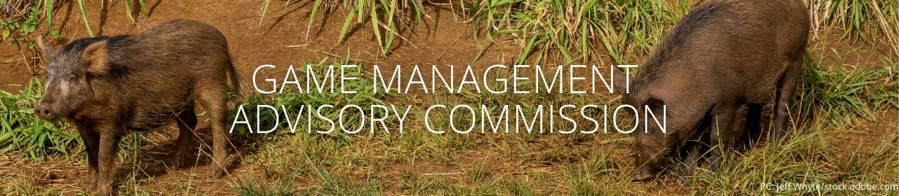 An image of two pigs