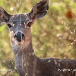 An image of a Columbian black-tailed deer