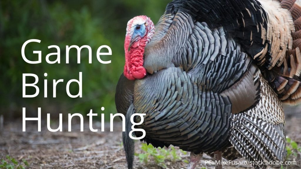 An image of a turkey linking to Game Bird Hunting