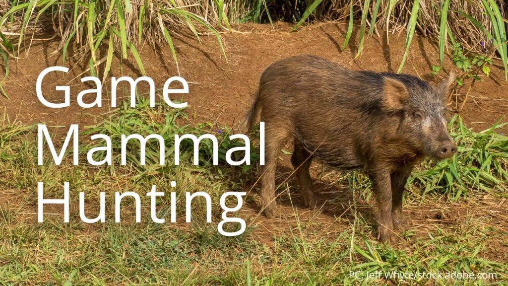 An image of a pig linking to Game Mammal Hunting