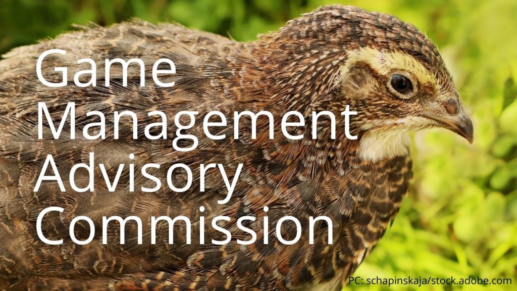 An image of a Japanese quail linking to Game Management Advisory Committee