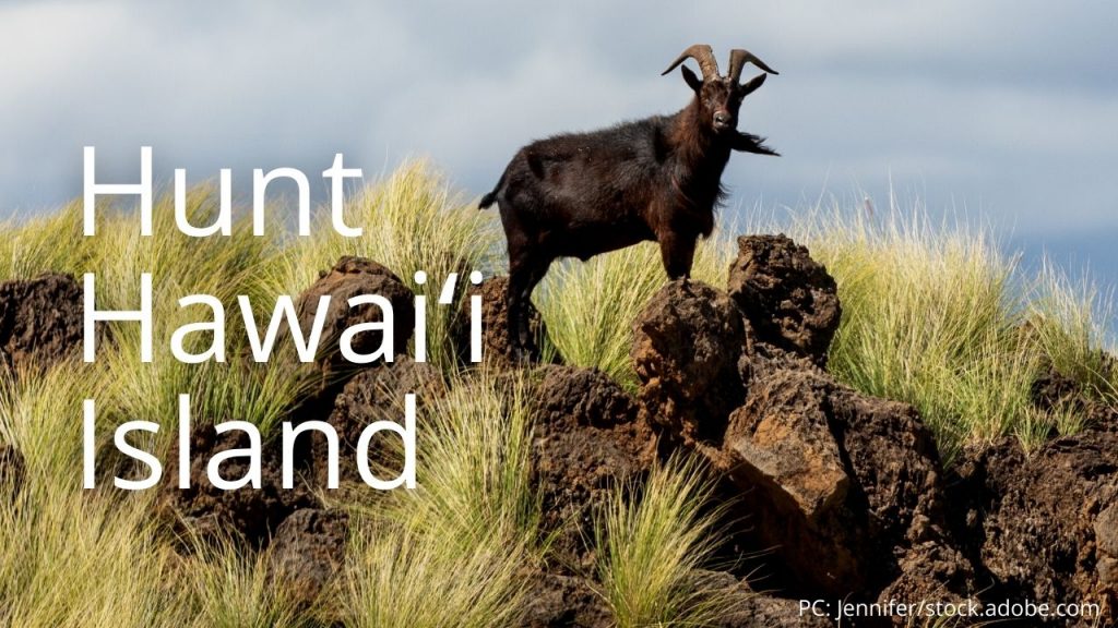 An image of a goat linking to Hunt Hawaiʻi Island