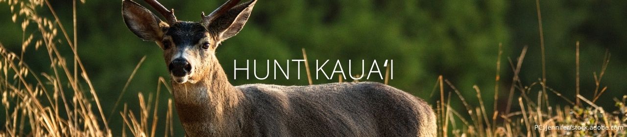 An image of a black-tailed deer with the words Hunt Kauaʻi