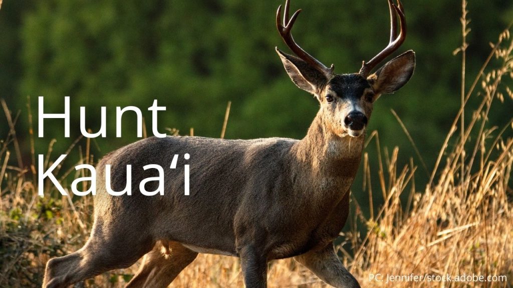 An image of a black tailed deer linking to Hunt Kauaʻi