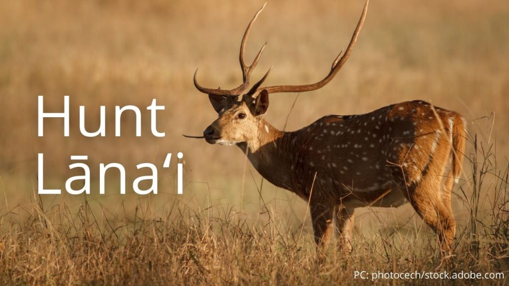 An image of axis deer linking to Hunt Lānaʻi