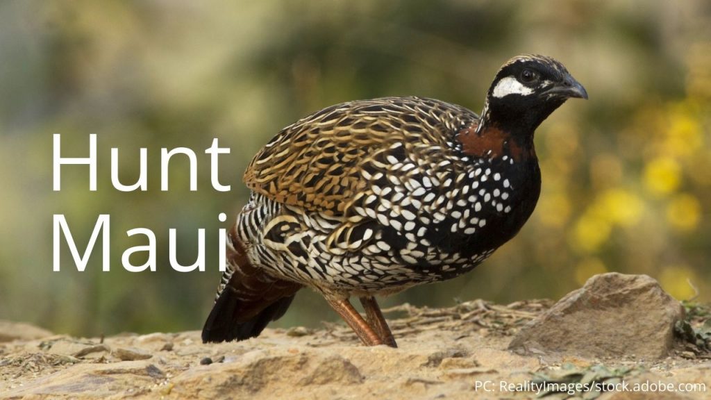 An image of a black francolin linking to Hunt Maui
