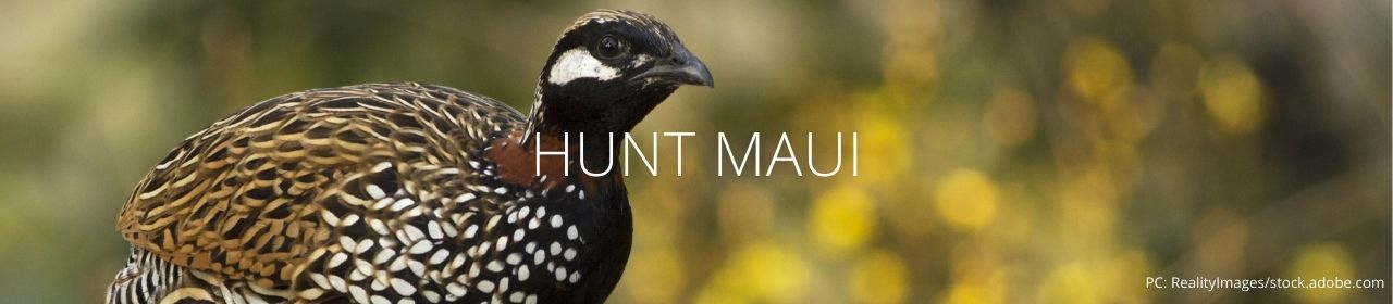 An image of a black francolin with the words Hunt Maui