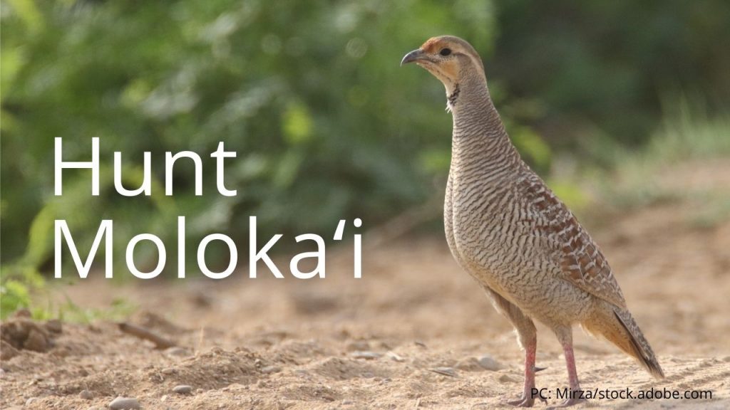 An image of a grey francolin linking to Hunt Molokaʻi