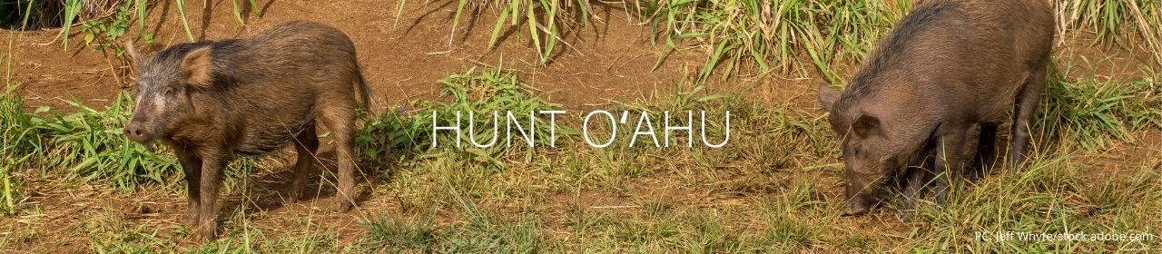 An image of two pigs with the words Hunt Oʻahu