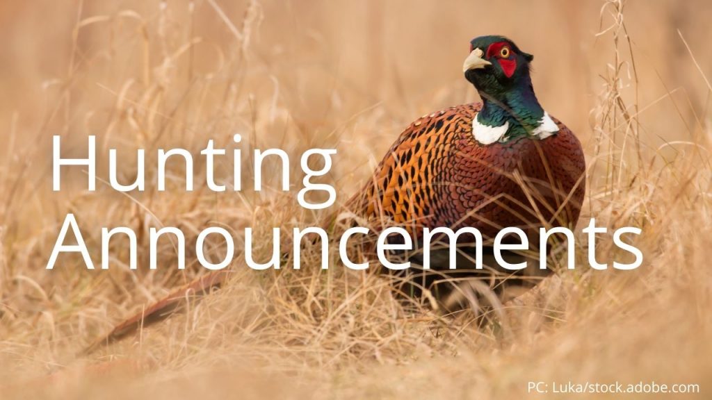 An image of a ring-necked pheasant linking to Hunting Announcements