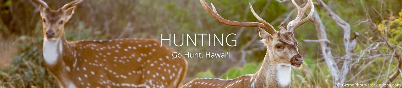 An image of axis deer with the words Hunting and Go Hunt, Hawaiʻi