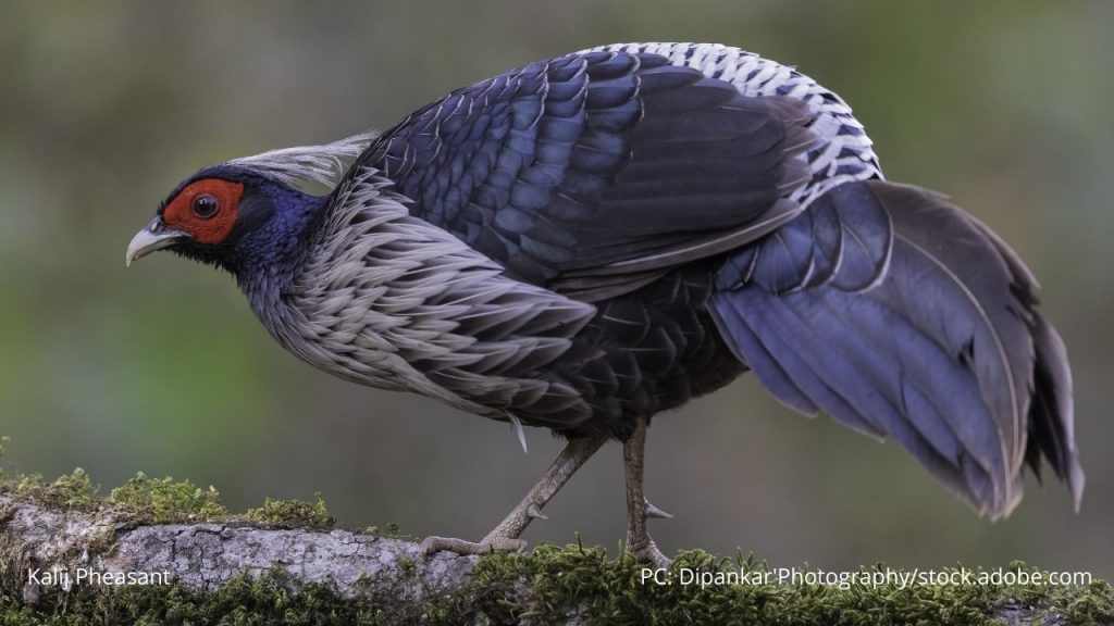 An image of a Kalij Pheasant