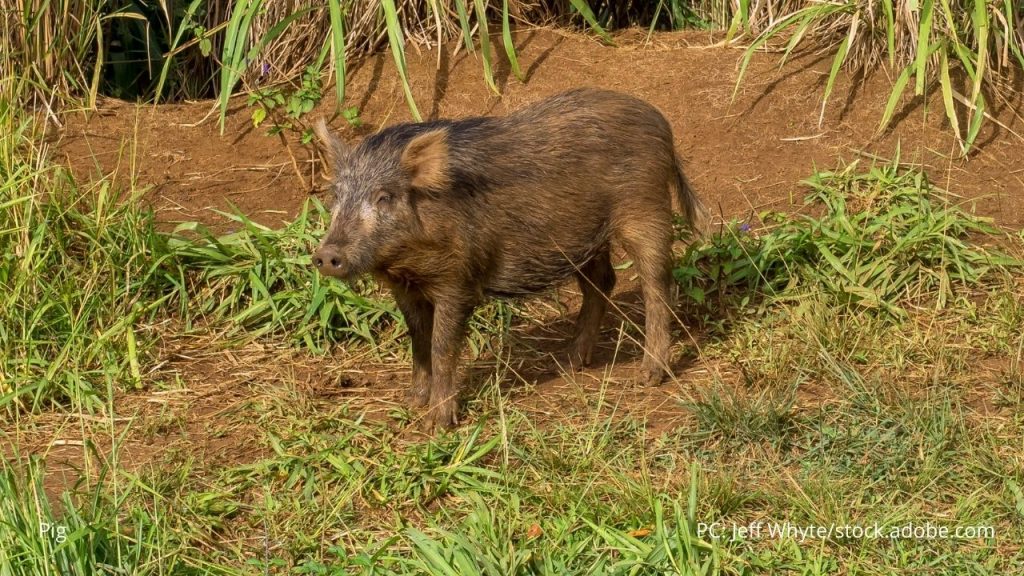 An image of a pig