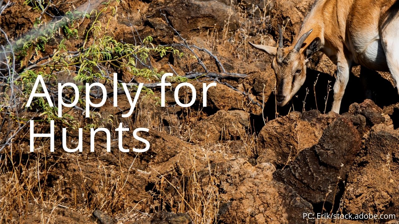 An image of a goat linking to apply for hunts