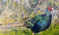 Pheasant- Marcia Stover