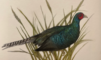 Pheasant- Paige Guglielmana
