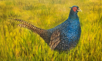 Pheasant- Sofia Saitova