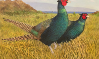 Pheasants- Jeffrey Klinefelter