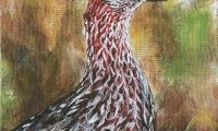 Andrea Wilson: Erckel’s francolin entry for the 2025 Stamp Contest