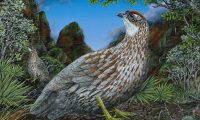 Winner: David K Hayes, Erckel’s francolin entry for the 2025 Stamp Contest
