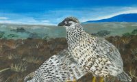 Ariala Rosam: Erckel’s francolin entry for the 2025 Stamp Contest