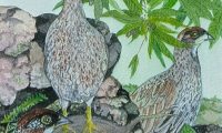 Richard A. Mortemore: Erckel’s francolin entry for the 2025 Stamp Contest