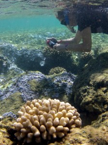 DAR staff inspecting coral disease sites, photo credit: DAR