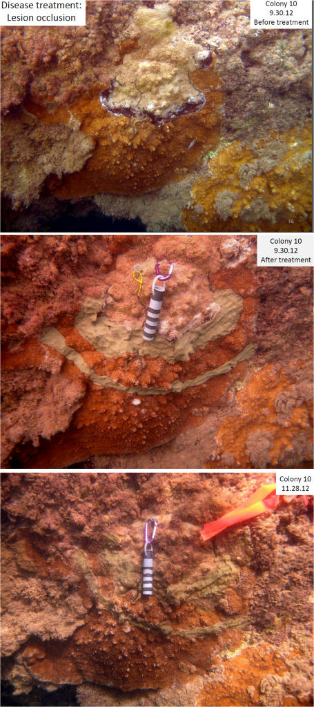 pictures of coral covered in putty disease treatment