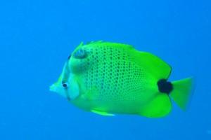 butterfly fish with a tumor