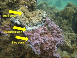 A coral colony with the black band disease showing dead coral, the disease lesion (or wound), and live coral.