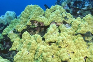 Colony of Porites Lobata from Kona, Hawaii